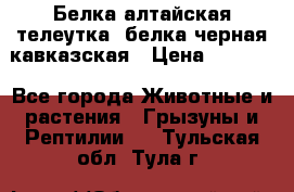 Белка алтайская телеутка, белка черная кавказская › Цена ­ 5 000 - Все города Животные и растения » Грызуны и Рептилии   . Тульская обл.,Тула г.